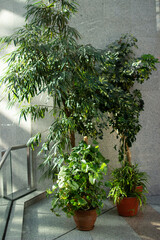 House trees plants in pots