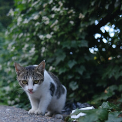Naklejka na ściany i meble Charming and lovely street cat