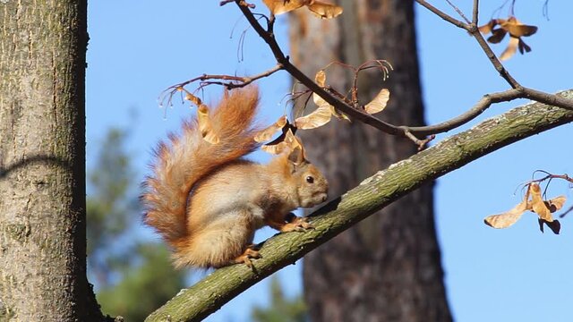 A squirrel sitting on a tree branch cheerfully gnaws a treat found in the forest, happily posing.