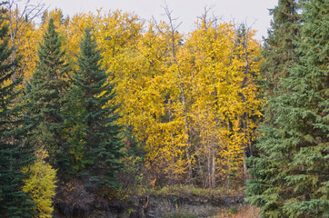 Autumn Scenery at Whitemud Park in Edmonton, AB