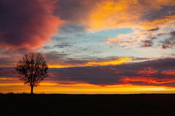 Fototapeta na wymiar dawn over a field and lonely tree in autumn, Poland