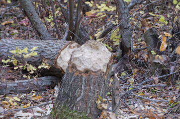 Fototapeta premium A Stump in the Woods