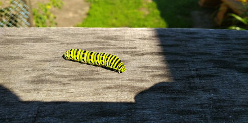 A brightly colored caterpillar crawls into the shade over the texture of a wooden board