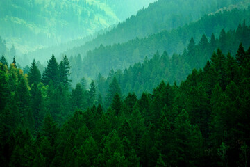 Lush Green Pine Forest in Wilderness Mountains Growth Light Valley - obrazy, fototapety, plakaty
