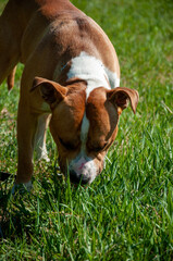american staffordshire terrier