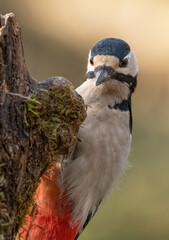 bird, natur, wild lebende tiere, tier, schnabel, specht, wild, feather, jägerliest,