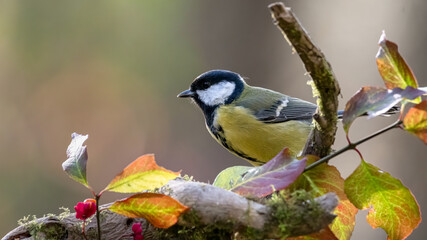 bird, natur, wild lebende tiere, tier, ast, gelb, wild, blau, schnabel, garden, kohlmeise