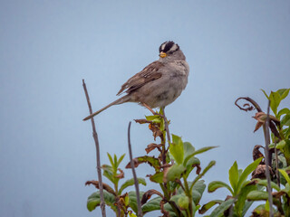 White-Crowned Sparrow Perched