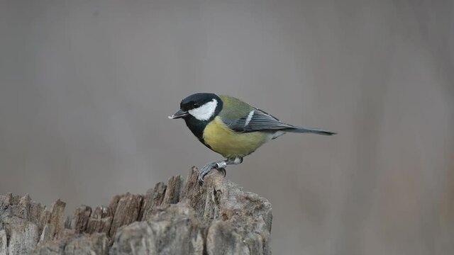 Great tit Parus major in the wild. Songbird close up. A ringed bird with an ornithological ring sits on a broken tree trunk and eats grain. Slow motion.