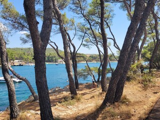 Forêt en bord de mer en Croatie
