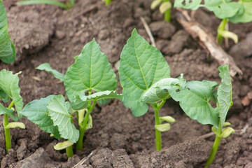 BEAN PLANTS IN EARLY AGE, IN THE  SAN JUAN VALLEY PLANTATION, SOUTH OF THE DOMINICAN REPUBLIC