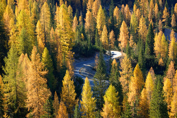 Larch forest in autumn, Dolomites, Italy 
