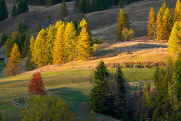 Obraz premium Larch forest in autumn, Dolomites, Italy 