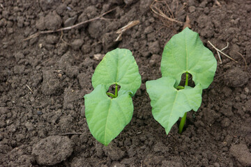 BEAN PLANTS IN EARLY AGE, IN THE  SAN JUAN VALLEY PLANTATION, SOUTH OF THE DOMINICAN REPUBLIC