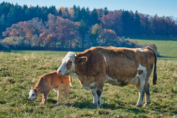Fototapeta na wymiar Kuh mit jungem Kalb auf grüner Wiese / Weide