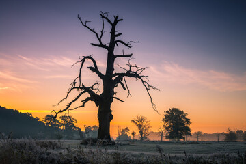Fototapeta na wymiar Lonely oak tree in the field during sunrise