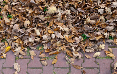 Fallen leaves on the sidewalk.