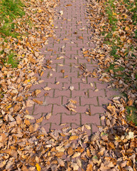Fallen leaves on the sidewalk.