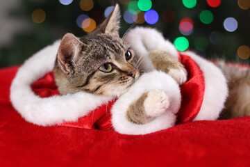 Little gray cat in red Santa Claus costume sitting on the background of the Christmas Tree. Close up of a kitten sitting on a red pillow. Pet care. Christmas concept. New Year. Greeting card.