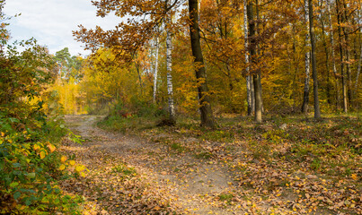 Sandy trail to the top of the hill. Autumn in the forest. Świętokrzyskie Mountains Poland.