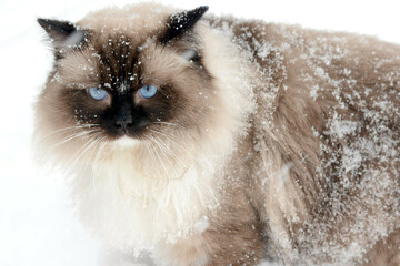 ragdoll cat in snow