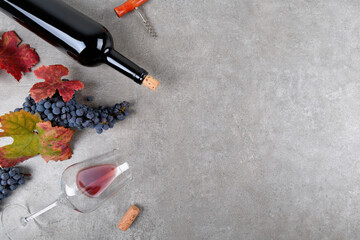 Red wine bottle with bunch of Primitivo grape, green and red fall grape's leaves, glass of wine and corkscrew on on gray stone table, concept wine flat lay backgroud, copy space