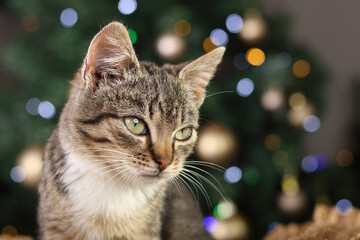 little gray cat sitting on the background of the Christmas tree. Close up of a kitten posing for the camera. Pet care. Christmas concept. New Year. Greeting card.Empty space for text