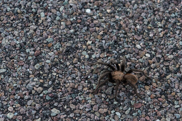 A Tarantula spider crossing a highway in Big Bend National Park