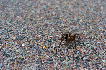 A Tarantula spider crossing a highway in Big Bend National Park