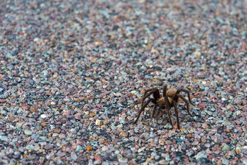 A Tarantula spider crossing a highway in Big Bend National Park