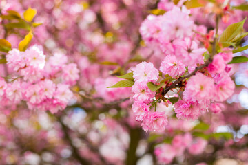 Fototapeta premium Beautiful cherry blossom sakura in spring time on nature background. Botanical garden concept. Tender bloom. Aroma and fragrance. Spring season. Tenderness. Branch of sakura. Perfumery concept.