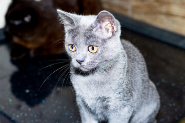 Obraz premium young beautiful scottish cat in the kitchen