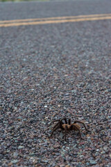 A Tarantula spider crossing a highway in Big Bend National Park