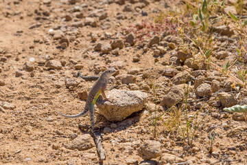 A small lizard sunbathing on a stone, Big Bend National Park