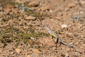 A small lizard sunbathing on a stone, Big Bend National Park