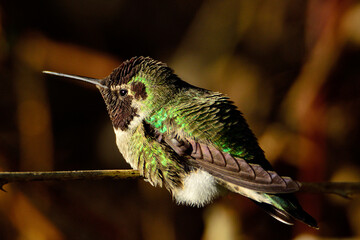 Hummingbird