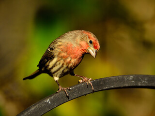 House finch