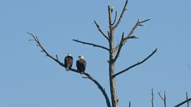 Wide shot of a mating pair of Bald Eagles in a dead pine tree 
