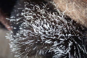 Breathing frost has formed on the fur collar.