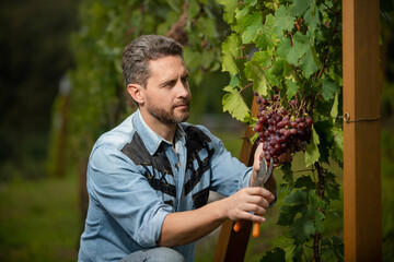 concentrated winegrower on grape farm. man harvester on summer harvest. enologist