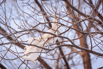 White rag on the branches of a tree, rubbish on the tree. Pollution of nature and ecology.