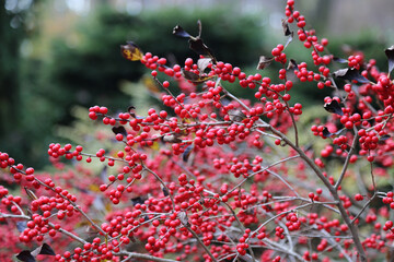Bright red winterberries (ilex verticillata) on bare branches