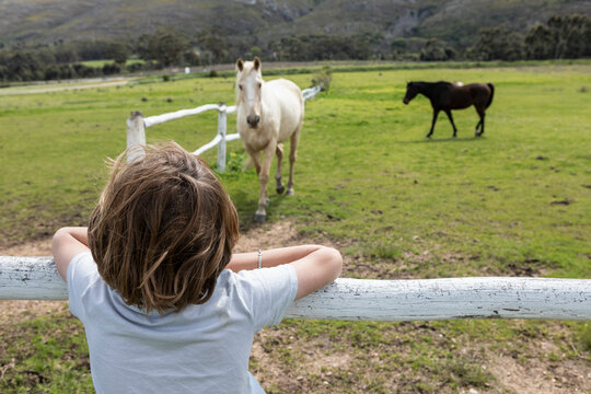 Eight year old boy leaning on a fence, watching horses in a field
