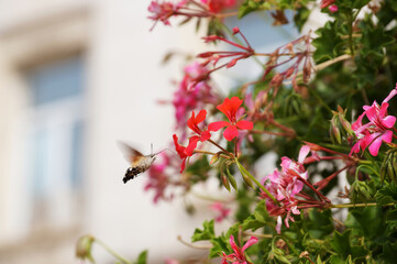 A Sphingidae butterfly flies over pelargonium flowers on a city street