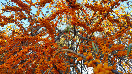 Sea buckthorn branches with bright ripe orange berries