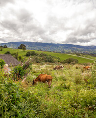cows in the mountains