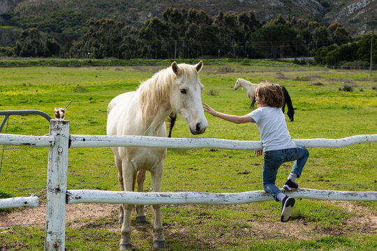 Eight year old boy reaching over a fence to pat a grey horse in a field