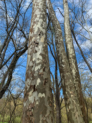Fototapeta premium Looking up at tall, patched birch trees