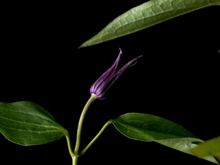 Blue Iris Flower