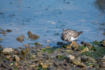 Ruddy turnstone, arenaria interpres, wading bird at low tide in Brixham, Devon